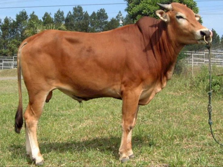 Sapi Limousin